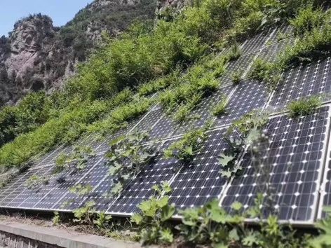 Solar panels overgrown with weeds